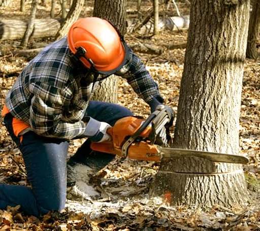 Tree Removal in Alton, VA
